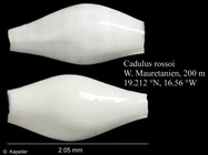 Cadulus rossoi