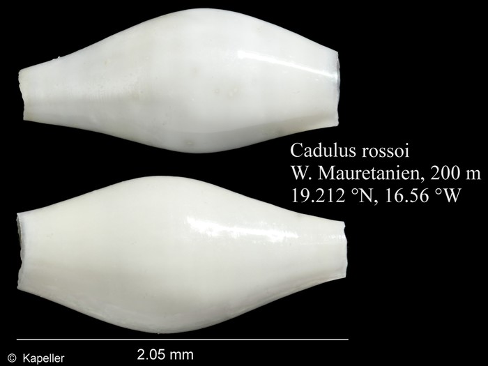 Cadulus rossoi