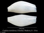 Cadulus tumidosus