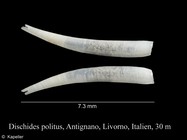 Dischides politus