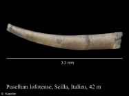 Pulsellum lofotense