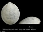 Veleropilina reticulata