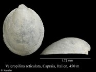 Veleropilina reticulata