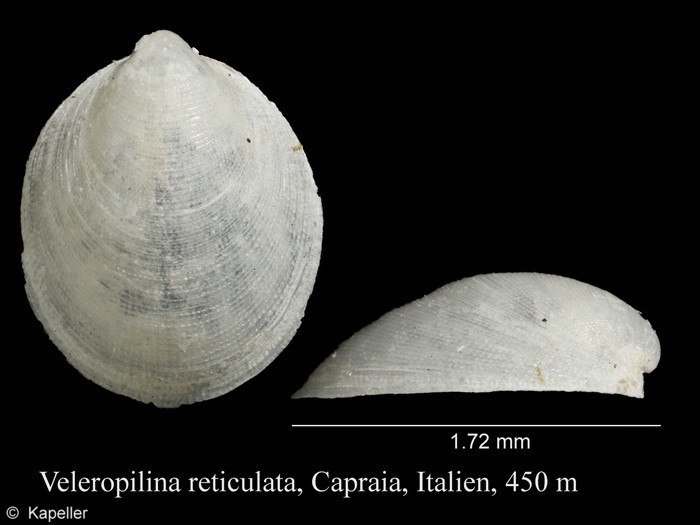 Veleropilina reticulata