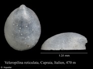 Veleropilina reticulata