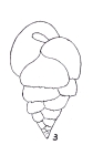 Bulimina aseriata var. pseudospinosa Emiliani, 1949
