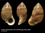 Holotype of Pupina cattienensis Tran, Páll-Gergely & Bui, 2026