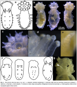 Kremenetskaia et al. Fig. 3