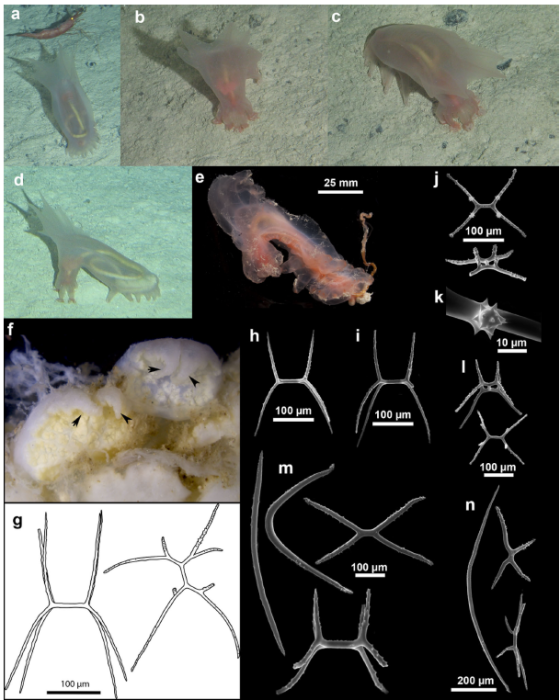 Kremenetskaia et al. 2026 Fig. 9