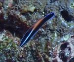 Labroides flammulatus