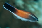 Labroides flammulatus
