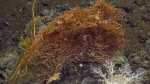 Callistephanus pacificus