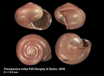 Holotype of Fansipanica milae Páll-Gergely & Dedov, 2026