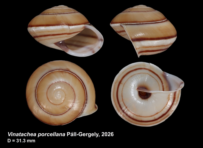 Holotype of Vinatachea porcellana Páll-Gergely, 2026