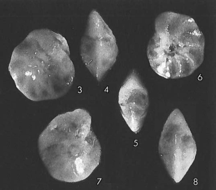 Elphidium funderi Feyling-Hanssen, 1990