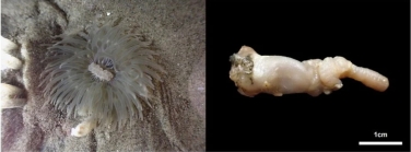 Synandwakia multitentaculata