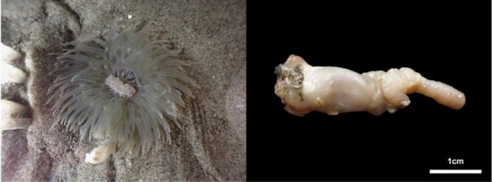 Synandwakia multitentaculata