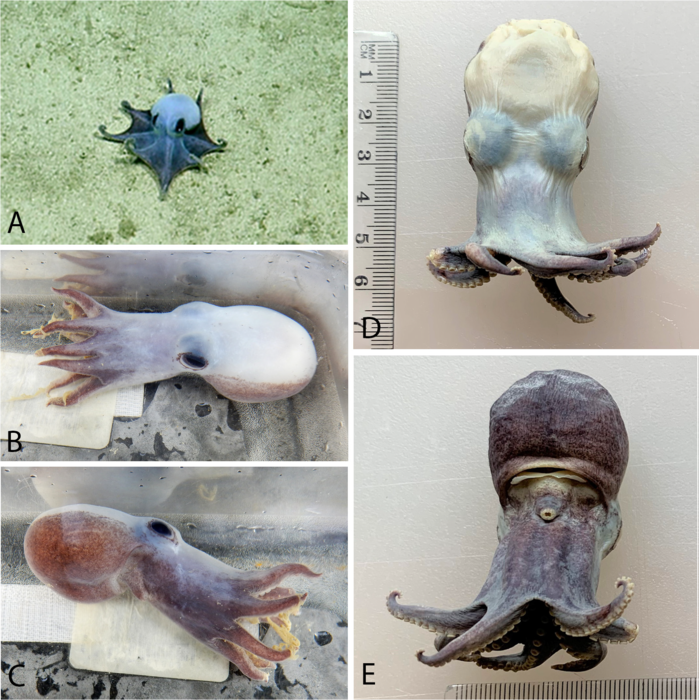 Microeledone galapagensis sp. nov