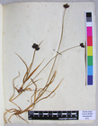 Carex nigra Bellardi (Lectotype, TO)