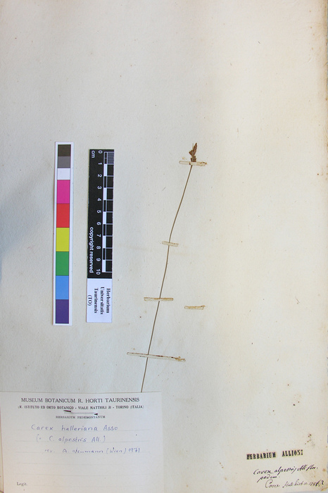 Carex alpestris All. (Lectotype, TO)
