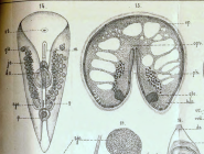 Convoluta borealis