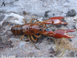 Pacifastacus okanaganensis, author: Larson, Eric