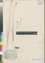 Isotype of Carex consanguinea