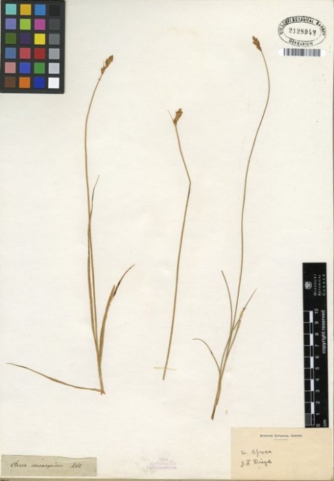 Isotype of Carex consanguinea