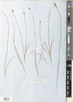 Isotype of Carex consanguinea