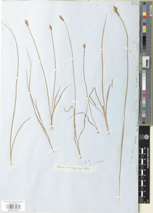 Isotype of Carex consanguinea