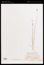 Isotype of Carex consanguinea