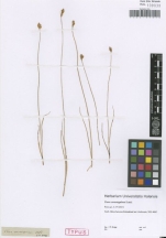 Isotype of Carex consanguinea