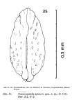 Nanocoquimba apiata Ohmert, 1968 from the original description