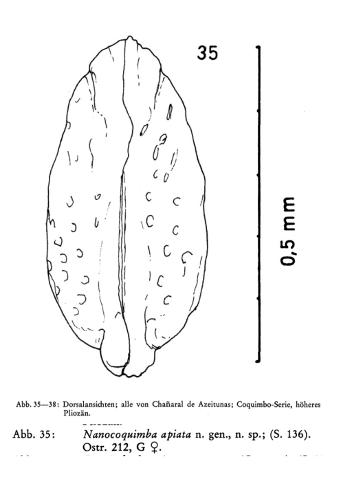 Nanocoquimba apiata Ohmert, 1968 from the original description