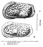 Coquimba labyrinthica Ohmert, 1968 from the original description
