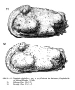 Coquimba piscicula Ohmert, 1968 from the original description