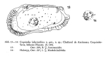 Coquimba labyrinthica Ohmert, 1968 from the original description
