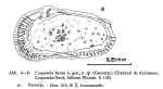 Coquimba hemi Ohmert, 1968 from the original description