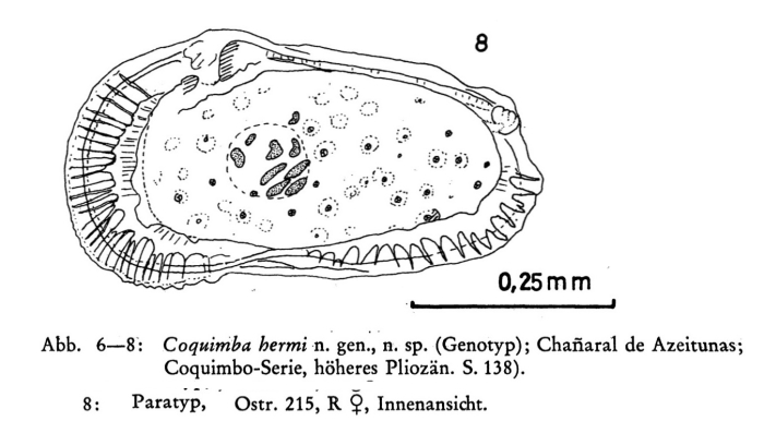 Coquimba hemi Ohmert, 1968 from the original description