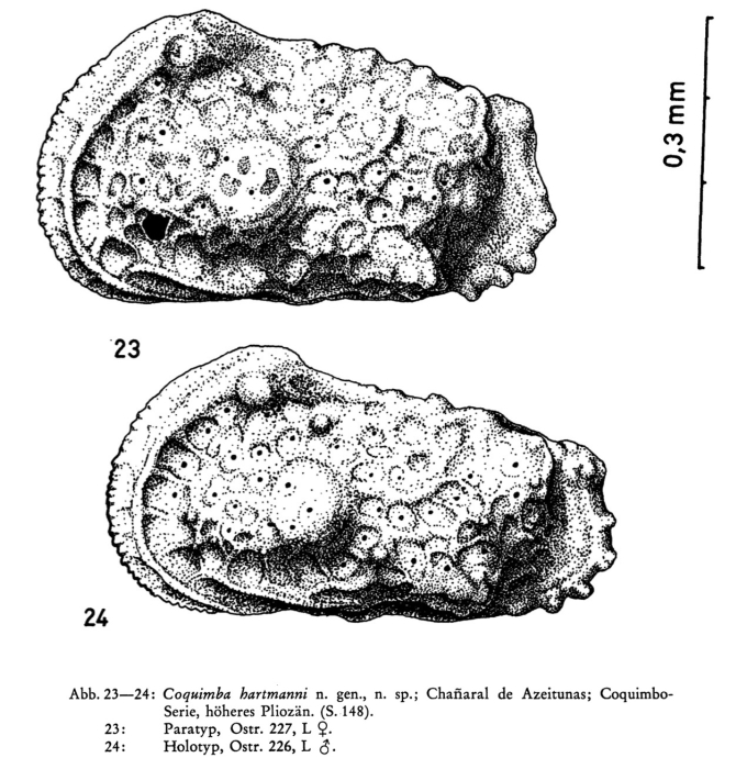 Coquimba hartmanni Ohmert, 1968 from the original description