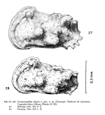 Cornucoquimba aligera Ohmert, 1968  from the original description, Figs 27-28