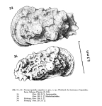 Cornucoquimba angulosa Ohmert, 1968 from the original description