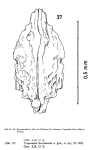 Coquimba hartmanni Ohmert, 1968 from the original description, Fig. 37