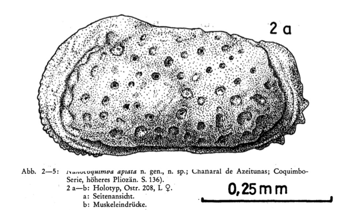 Nanocoquimba apiata Ohmert, 1968 from the original description