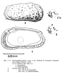 Nanocoquimba apiata Ohmert, 1968 from the original description