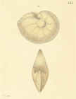Nautilus comptoni J. Sowerby, 1816