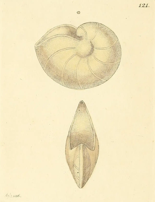 Nautilus comptoni J. Sowerby, 1816