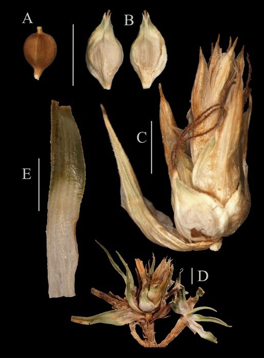 Isotype specimen of Carex phylloscirpoides, Larra´ ın &amp; Spuler s.n. (UPOS [barcode 10548]).