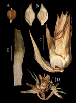 Isotype specimen of Carex phylloscirpoides, Larra´ ın & Spuler s.n. (UPOS [barcode 10548]).