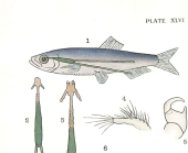 Lernaeenicus sprattae